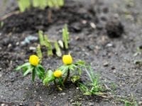 Bunddække og biodiversitet