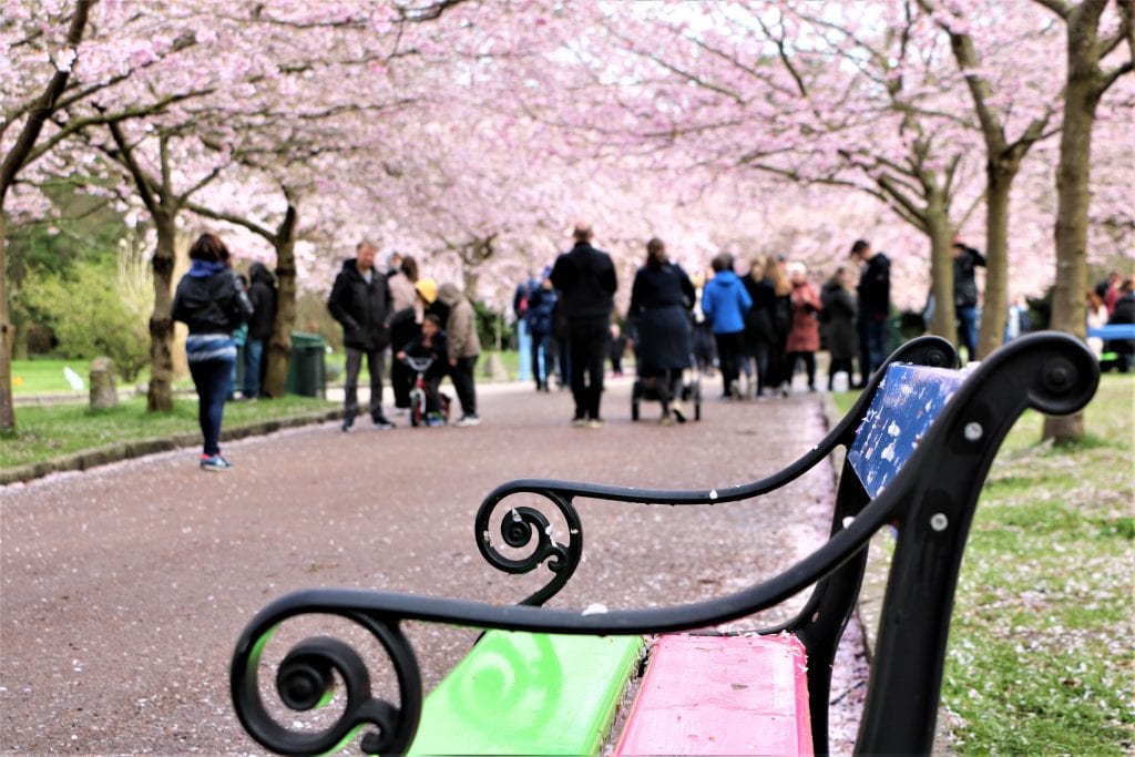 Bispebjergs lyserøde forårsbebuder blomstrer igen