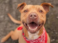 Bubba is a brown pit bull or pit bull terrier mix looking up at the camera with a happy smile.