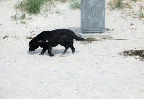 1. april skal hunden i snor på stranden